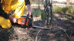 Best Root Management and Removal  in Spanish Fort, AL
