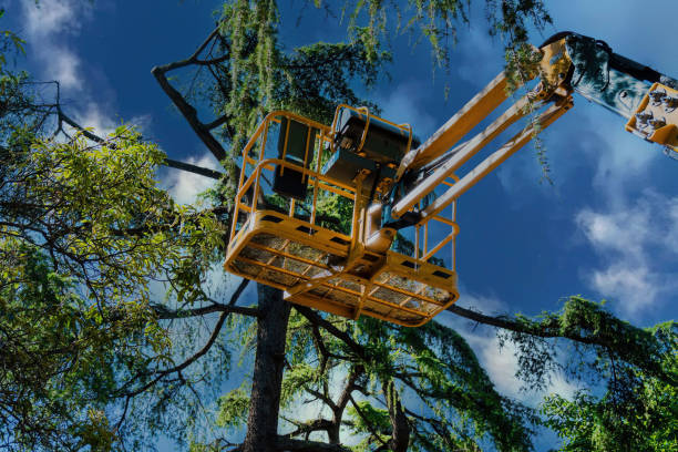 Best Arborist Consultation Services  in Spanish Fort, AL