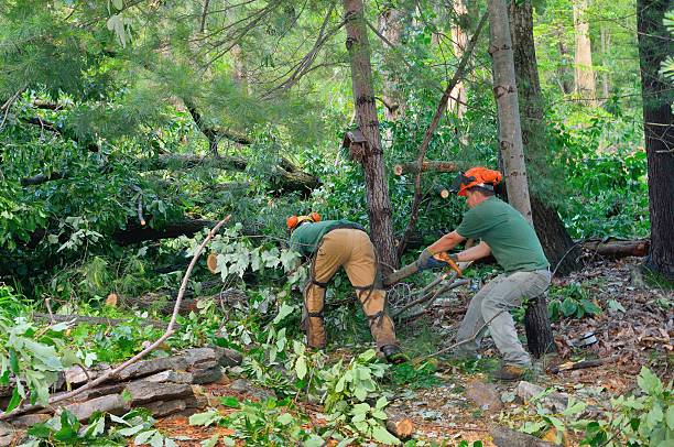 Best Tree Cabling and Bracing  in Spanish Fort, AL