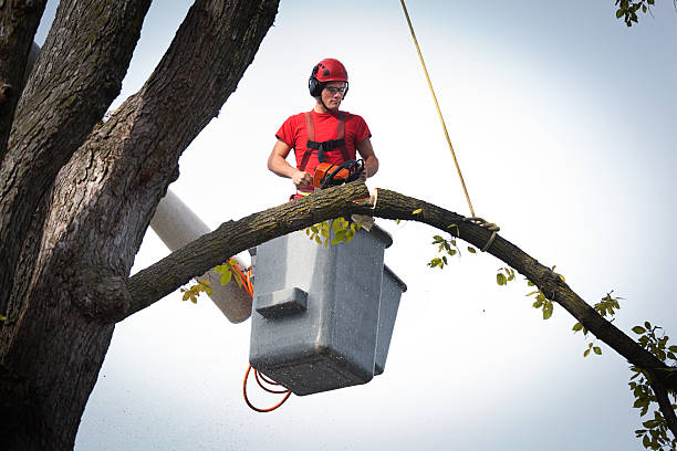 Best Stump Grinding and Removal  in Spanish Fort, AL