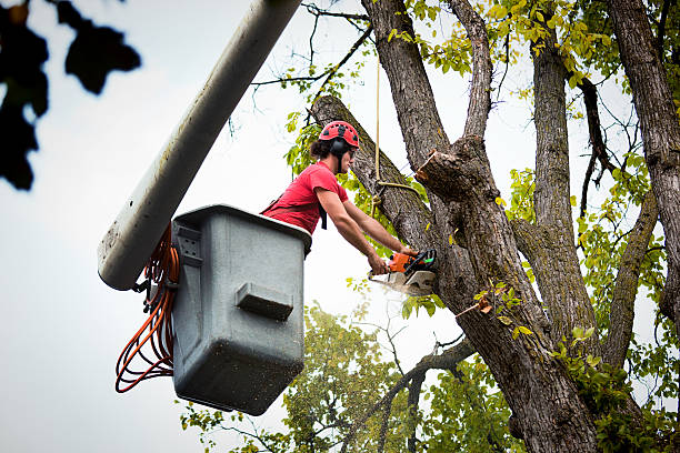 Best Palm Tree Trimming  in Spanish Fort, AL